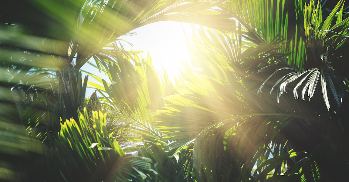 Tropical trees background